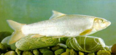 三叶唇鱼介绍，双唇鱼学名叫什么（鱼类：中国淡水鱼类图谱）