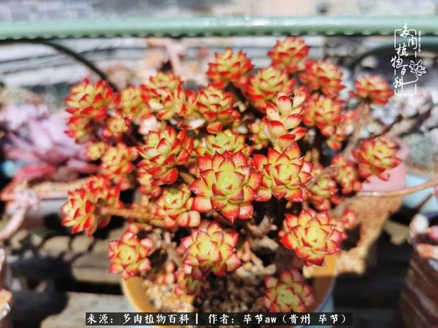 晴天橙子可爱头像微信，晴天橙子可爱头像（有多少次的会心一笑，全因多肉）