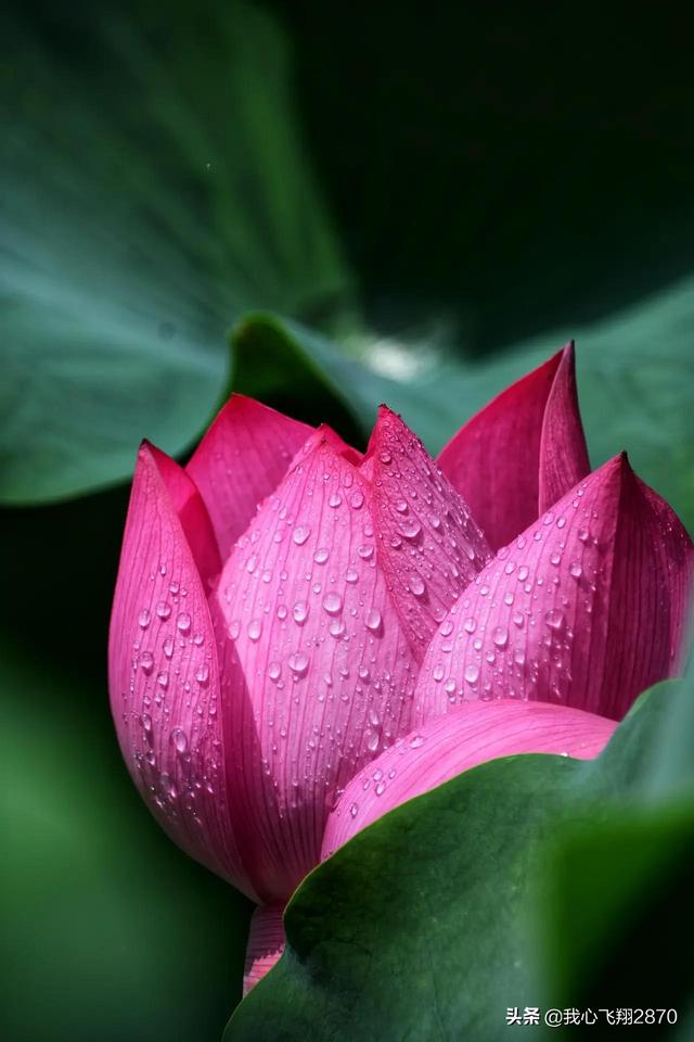 荷花可以用什么形容词，荷花用什么形容词修饰（过雨荷花别样艳）