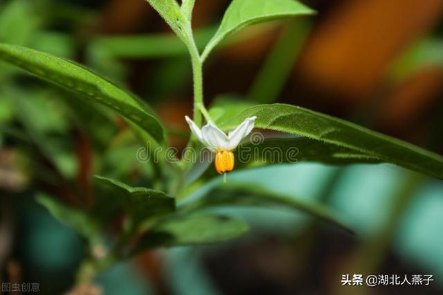 野菜种类有什么，野菜的种类和图片大全（你想要的野菜这里都有）