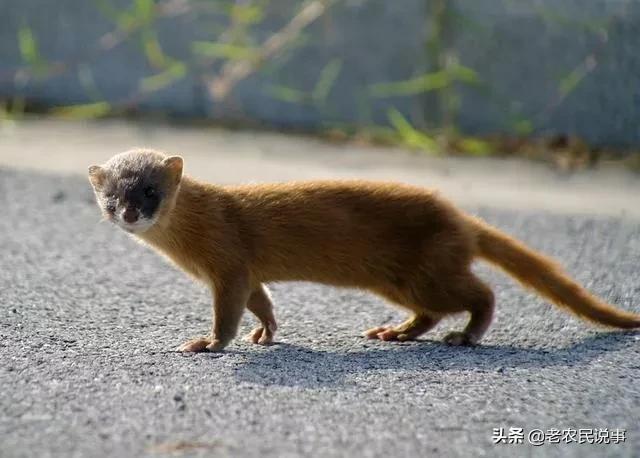 而站在生物学角度看:黄鼠狼是鼬科鼬属的哺乳动物,主要食物是老鼠,而
