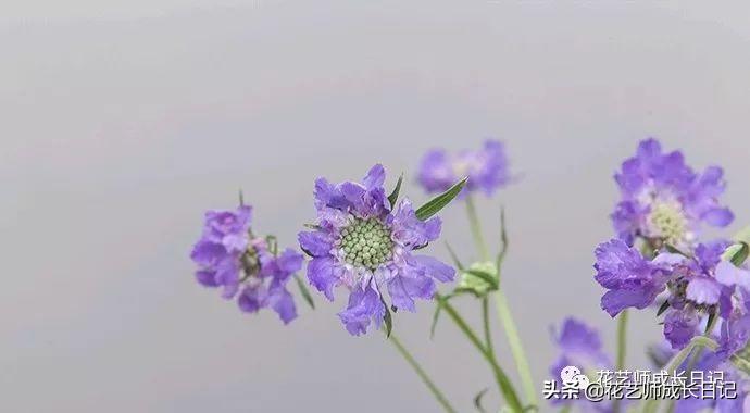 红玫瑰花语是什么(一支红玫瑰花代表什么意思)插图(30)