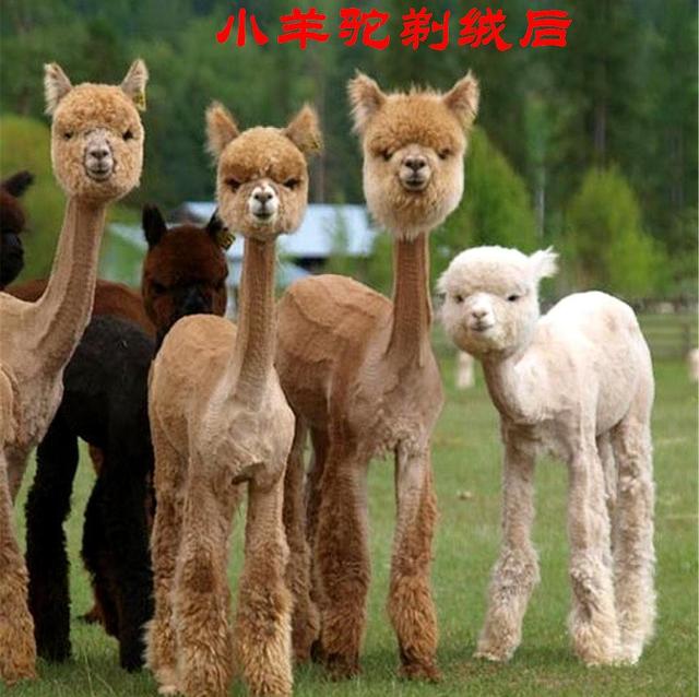 羊驼为什么吐口水，羊驼吐口水说明什么（“吐口水”是在传递信息）