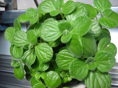 艾草能驱蚊子吗，艾草能驱蚊吗（蚊子不喜欢的3种花）