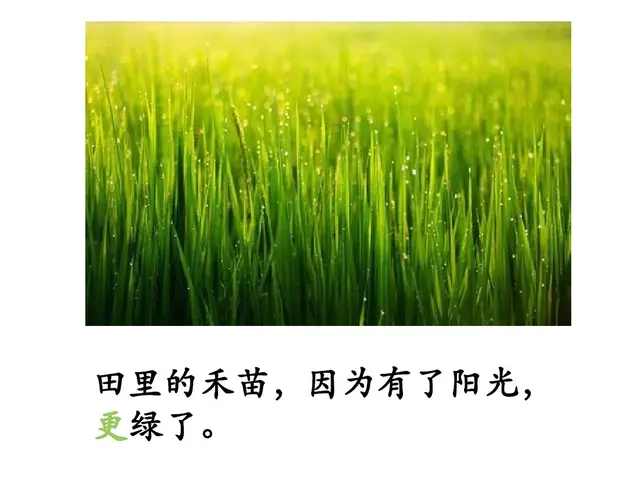 纯洁的反义词，轻盈光滑高傲纯洁的反义词（部编版一年级下册《语文园地二》+和大人一起读《阳光》知识点）