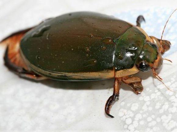 中华婪步甲怎么会在家里出现,中华婪步甲会在家里繁殖吗(净享生活,常