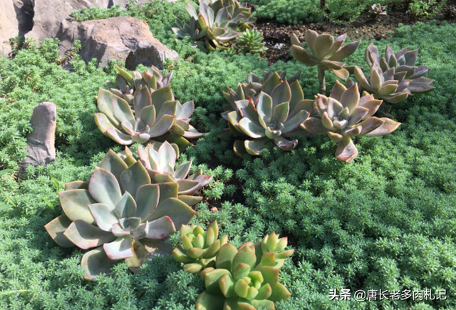 养多肉植物有什么好处，多肉植物的好处是什么（养多肉植物的好处多多）