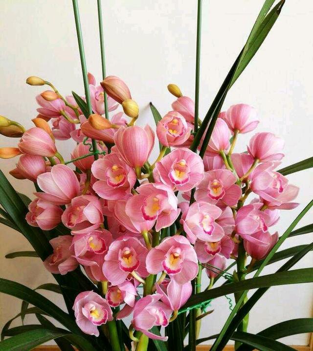 大花蕙兰怎么养，花苞多花朵大灿烂盛开（蕙兰怎么养）