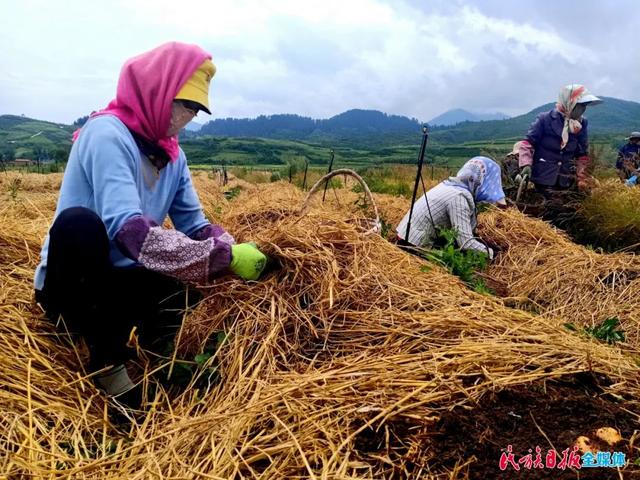 赤松茸是不是松茸，赤松茸的种植栽培技术（黑土地里种出软“黄金”）