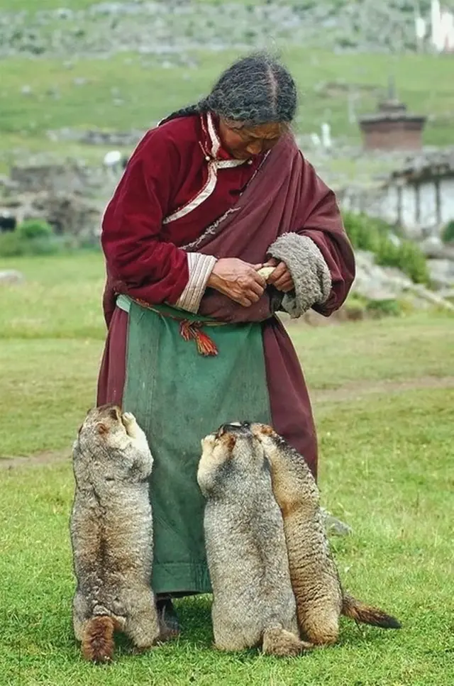 土拔鼠是什么意思，地鼠是鼠类吗（藏族人和老鼠的不解情缘）