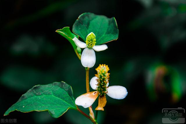 小连翘的花语是什么，小连翘的花语是什么花（请查看您的专属生日花）