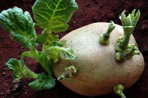 嫦娥四号探测器，嫦娥四号探测器是用哪个型号火箭发射的（作为第一个在月球背面着陆的探测器）