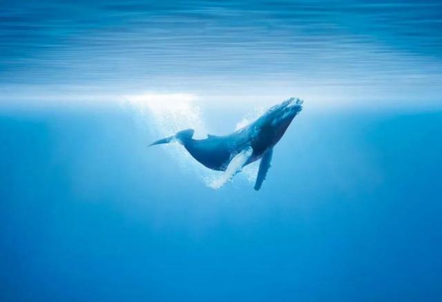 鲸鱼英语怎么读,海豚英语怎么读(a whale of 一鲸的)