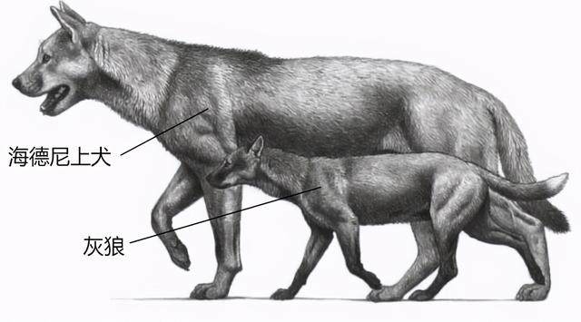 最大的犬科动物，最大的猫科动物（出现过顶尖的猛兽）