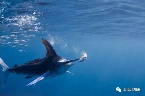 哪种鱼游泳速度最快，哪种鱼游泳速度最快视频（旗鱼速度109千米/小时）