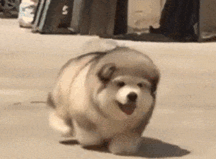 阿拉斯加犬小时候，狗一般有几个月就长成大狗了（毛茸茸的一团太可爱了吧）