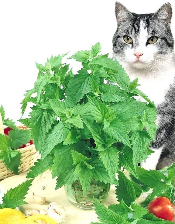 猫薄荷的作用(种一盆猫薄荷的妙用)