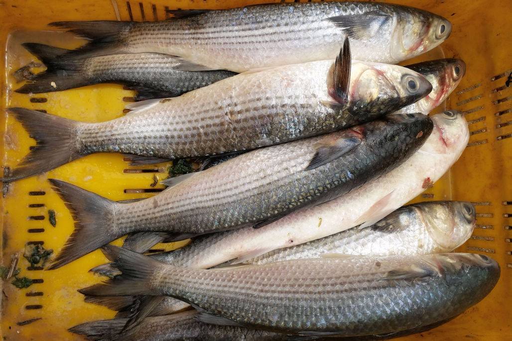 这种鱼是高档鱼种,腹背皆腴,滋补功效也为人称道,常被作为宾馆酒楼的