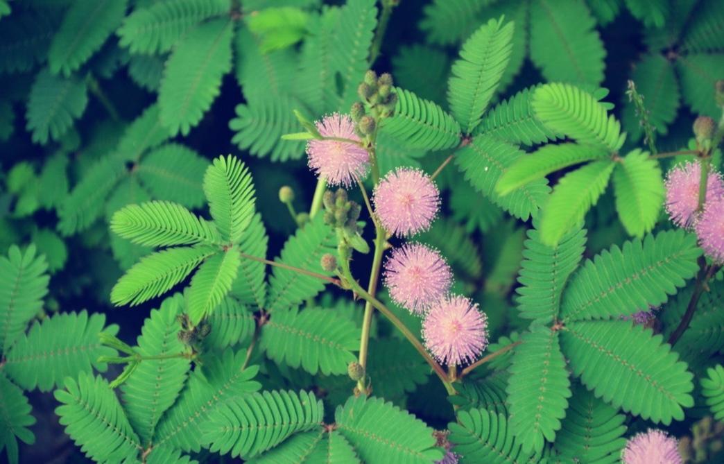 含羞草的外形特点，含羞草的三个特点（这15种“大毒花”）