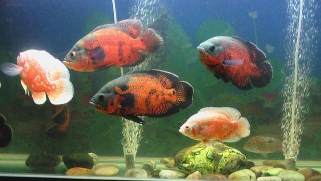 地图鱼能长多大，地图鱼生长期是多久（能把地图鱼养出病来养到拒食）