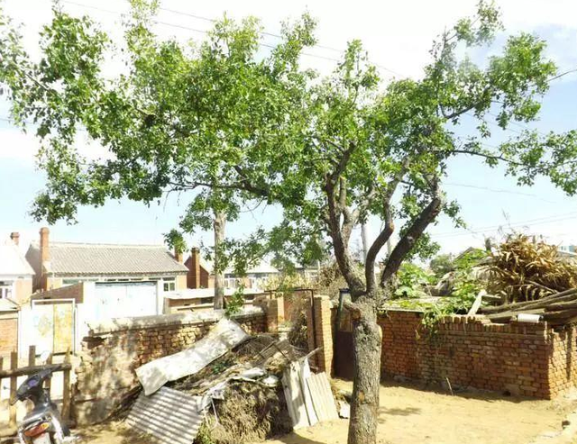 阳气最强的树是什么树 有哪些种类，阳气最强的树是什么树（老祖宗忠告：“门前种三树）