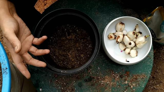 如何养水仙花，水仙花怎么养（冬天的最爱）