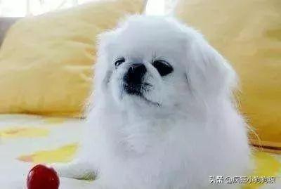 哈士奇智商排名，哈士奇智商在狗界排名多少位（前十和倒数前十）