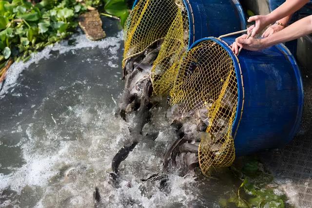 宋干节的宋干是什么意思 泰国的宋干节指的是什么，宋干节的宋干是什么意思（泰国宋干节那些事儿）