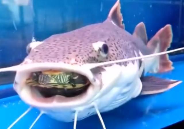 观赏鱼可以吃吗，观赏鱼锦鲤能吃吗（这些观赏鱼在原产地最初都是食用鱼）