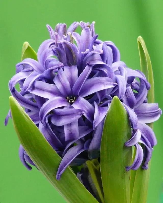 风信子的花语是什么，风信子花语（花语：点燃生命之火）