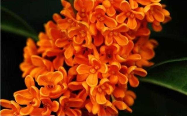 桂花有什么特点，桂花最大的特点是什么（植物百科： 丹桂）