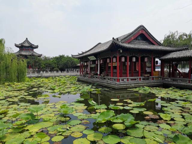 夏雨荷大明湖畔在哪里，大明湖畔的夏雨荷在哪个城市（快来跟“夏雨荷”见个面）