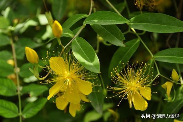 常绿灌木有哪些，这21种你见过吗，常绿灌木有哪些（10种常见的常绿灌木你都知道吗）