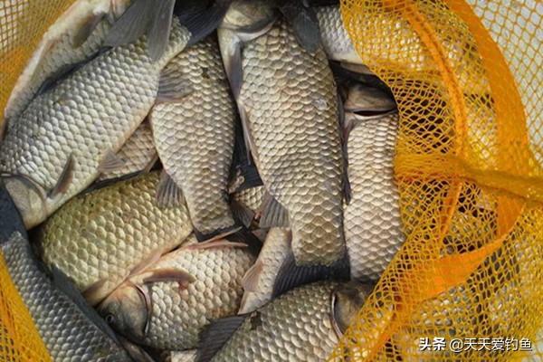 传统钓鲫鱼的方法和技巧，钓鲫鱼 技巧（还是这种钓法最好用）