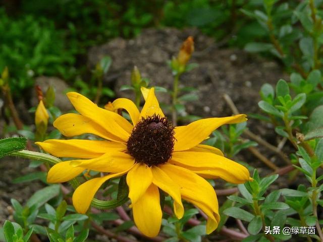 黑心菊(黑心菊花期,金黃色的花朵(黑心菊花種子)