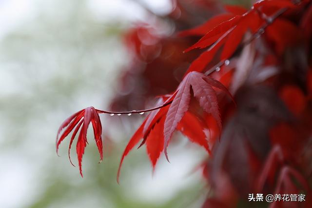 红枫寓意是什么意思，庭院种红枫的五大理由