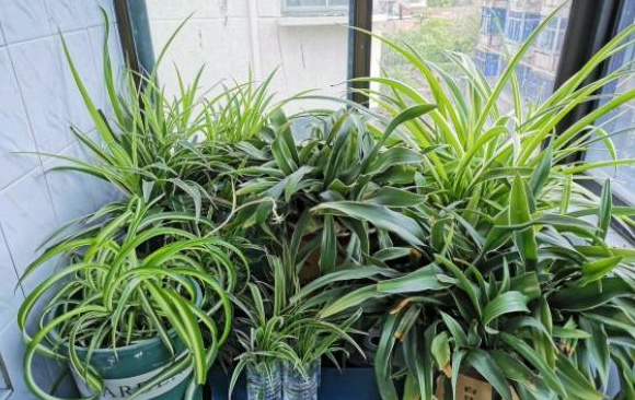 怎么养花才能更旺盛，盆栽怎么养才能更旺盛（植物生长才旺盛）