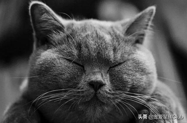 俄罗斯蓝猫的品种，这种蓝猫一般人真的养不起