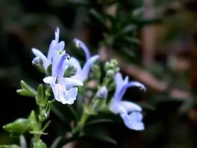 仙人球的花语与寓意，仙人球的花语寓意你知道吗（118种爱的含义）