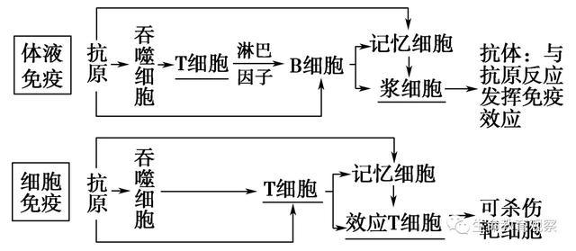 内环境的组成成分，内环境的组成成分含义（高三一轮复习必修三细节梳理和重点题型）