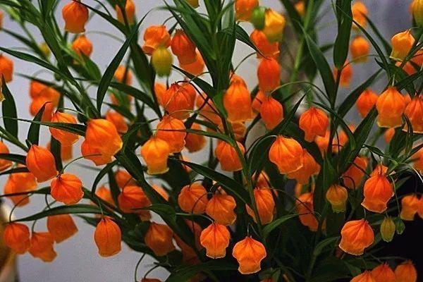 灯笼花这么养(开花特别可爱,养起来也很简单) - 彝家农业网