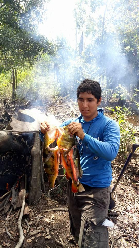 帝王三间和巴西亚鱼有什么区别，巴西亚鱼与皇冠三间鱼有什么区别（也许等不到中国钓鱼人就被消灭光了）
