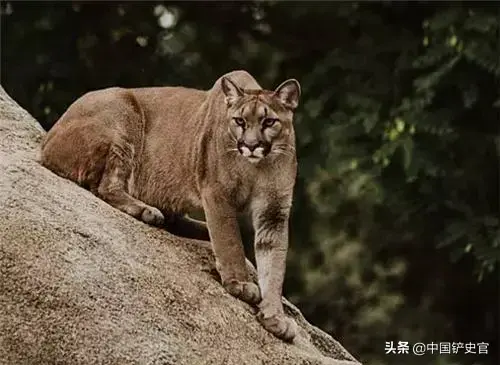 有彪这种动物吗，彪是啥动物啊（能轻松打败老虎）