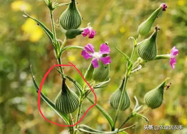 麦蓝菜可以吃吗，麦蓝菜可以吃吗（生长在麦田地里的这种野草）
