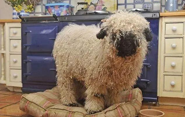 超可爱小羊羊，小羊太可爱了（却偏偏以为自己是条狗图片）