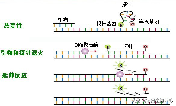 什么是生物荧光标记法，荧光标记法在生物中有哪些实验（荧光标记的染料法和探针法）