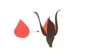 花蕾和花蕊有什么区别，花与花蕾的区别（花朵与花苞的处理）