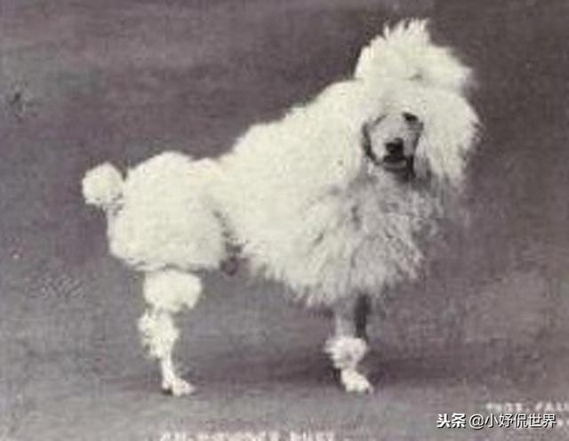 丝毛狗什么品种，丝毛犬有哪些品种（10种随着时间的推移而改变了容颜的犬种）