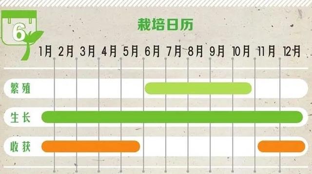 三色堇什么时候开花，三色堇在什么季节开花（这样栽培三色堇才能“情深色浓意绵长”）