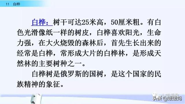悠扬的近义词，“悠扬”的近义词是什么（四年级下册语文第11课《白桦》图文详解及同步练习）
